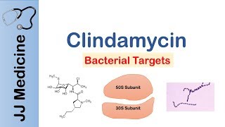 Clindamycin  Bacterial Targets Mechanism of Action Adverse Effects [upl. by Nallij]