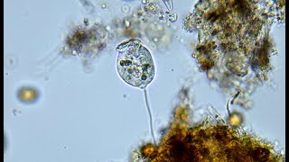 Microroganismos Vorticella [upl. by Dietsche335]