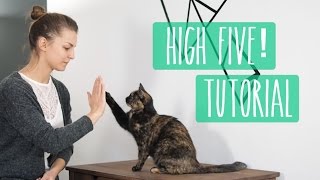 So lernt eure Katze High Five Katzentrick Tutorial [upl. by Mauretta]