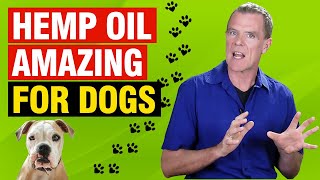 Hemp Oil For Dogs 5 Benefits amp Dose Skin Joints Diet Cancer [upl. by Petronille]