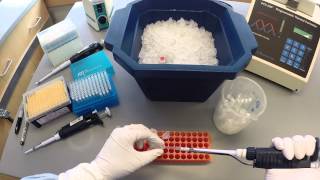 PCR Protocol  Part 1 [upl. by Ellevart]