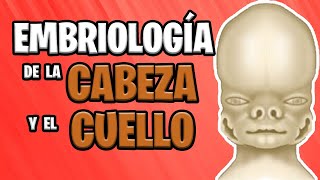 ✅ EMBRIOLOGÍA de la CABEZA y el CUELLO Parte 1°👅🙇🏻‍♀️ [upl. by Kehoe222]