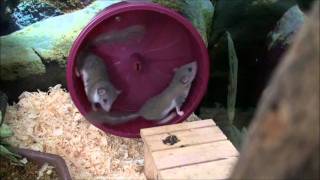 African Pygmy Dormice [upl. by Ruperta]