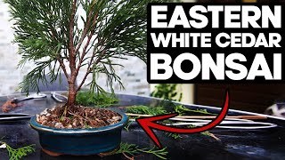 How to Bonsai an Eastern White Cedar🌲Thuja Occidentalis [upl. by Button]