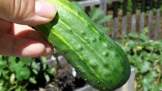 How to grow and Harvest Pickling Cucumbers [upl. by Lavinia]