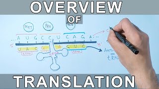 Overview of Translation  Protein Synthesis [upl. by Eitsrik]