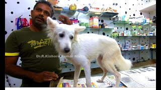 Canine distemper affected Paralyzed dog recovered after Homeo treatment [upl. by Nodnelg]