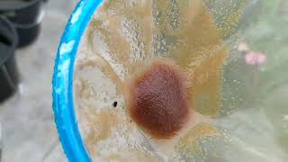 How to culture daphnia moina in a small container Part 1 English Subtitle [upl. by Yrailih]