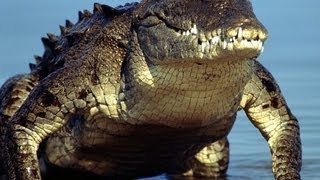 Alligator and crocodiles in Everglades National Park [upl. by Hannaoj361]