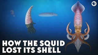 How the Squid Lost Its Shell [upl. by Thom]