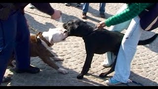 Police Pepper spray for fighting Pitbull in Amsterdam [upl. by Naiviv396]