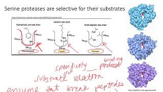 Enzymes Serine Proteases Dr Terrell [upl. by Sik709]