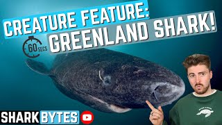 Creature Feature Greenland Shark [upl. by Nikita649]