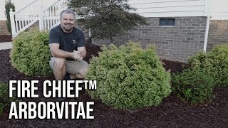 Fire Chief™ Arborvitae  Globe Shaped Evergreen  Year Round Interest [upl. by Alaj]