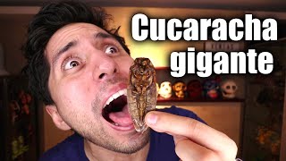 PROBANDO CUCARACHA GIGANTE [upl. by Eyllek]