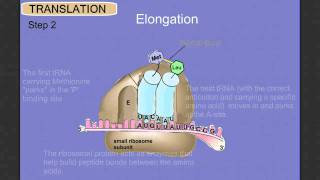 Protein Synthesis Stage 2 Translation [upl. by Adnek]