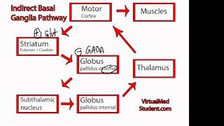 Basal Ganglia Indirect Pathway [upl. by Itnahs337]