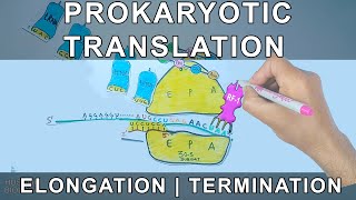 Prokaryotic Translation  Elongation and Termination [upl. by Calmas]