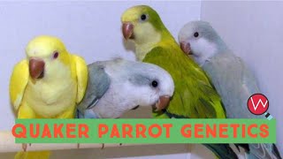 Quaker Parrot Genetics  Breeding Combinations [upl. by Janeczka]