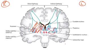 Basal Ganglia amp Dopaminergic Pathways for the USMLE Step 1 [upl. by Sarene323]