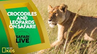 Crocodiles and Leopards on Safari  Safari Live [upl. by Honey]