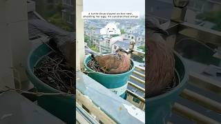 A woman supported a mother turtle dove in raising her chicks [upl. by Velvet289]