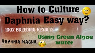 Daphnia MagnaHow to Culture Daphnia Easy wayCulturing Daphnia using Green water Daphnia [upl. by Inoy]