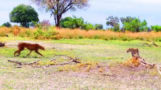 Leopardo vs guepardo [upl. by Seka]