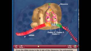 Translation Elongation [upl. by Arob]