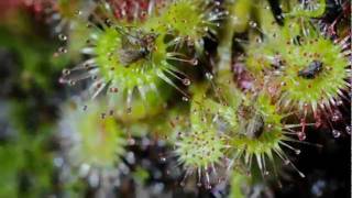 Time Lapse Sundew Rotundifolia [upl. by Udela]