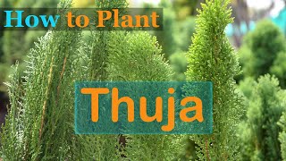 How to Plant Thuja [upl. by Olimac794]