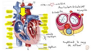 Le système cardiovasculaire [upl. by Enrol]