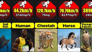 What Are The Fastest Animals In The World  Comparison [upl. by Prevot564]