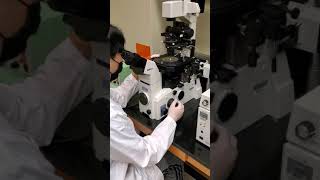 How to perform a CRISPRCas9 Microinjection C Elegans [upl. by Hazen963]