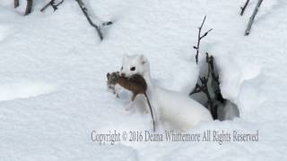 Longtailed Weasel Winter Phase with prey [upl. by Llertniuq]