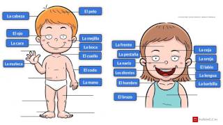 Vocabulario del cuerpo humano español  Vocabulary of the human body spanish [upl. by Molloy]