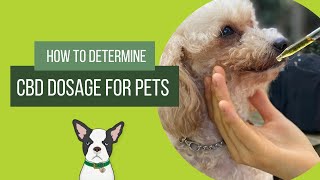 How Do You Determine CBD Dosage for Pets [upl. by Tserrof265]