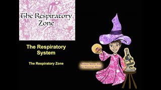 The Respiratory System The Respiratory Zone [upl. by Onitsuaf]