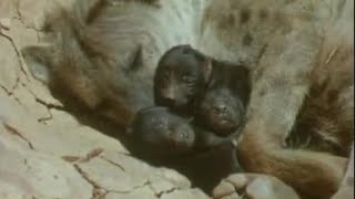 Incredible Births in the Wild  Attenborough Trials of Life  BBC Earth [upl. by Wettam]