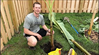 How to Plant a Banana Tree [upl. by Enilrem]