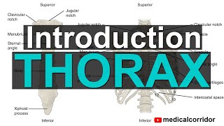 Introduction to Thorax [upl. by Aratahc]