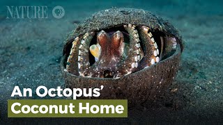 An Octopus Coconut Home [upl. by Dohsar]