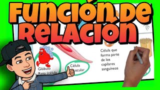 😎 La FUNCION de RELACION para niños [upl. by Dibb]