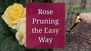 Rose Pruning the Easy Way [upl. by Ahseyn]