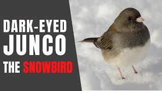 DARKEYED JUNCOS – Fun Facts about their Winter Habits [upl. by Naghem737]