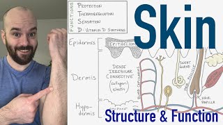 Integumentary System  Structure and Function of the Skin [upl. by Froemming]