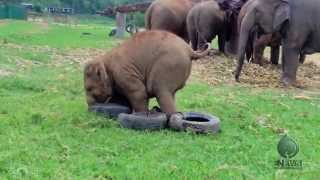 Baby Elephant Playing With a Tire  ElephantNews [upl. by Astra]