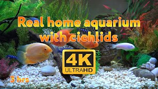 Real aquarium in 4K 🐠 Cichlids 🍀 3 hours [upl. by Relyk182]