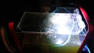 Breeding copepods to feed my mandarin goby [upl. by Odnala127]