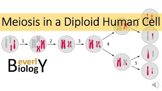 Meiosis in Human Cells [upl. by Cadman]